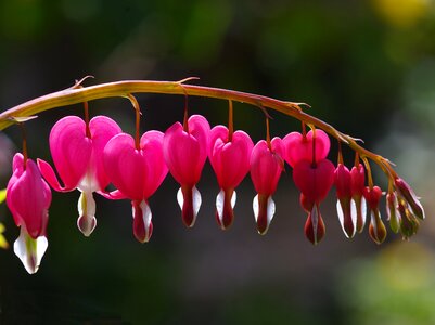 Flower garden love