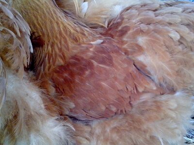 Bantam feather orange photo