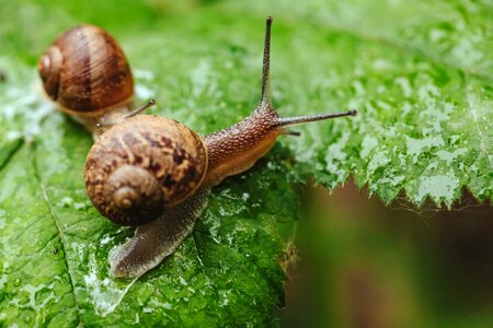 Rainy Season side view snails