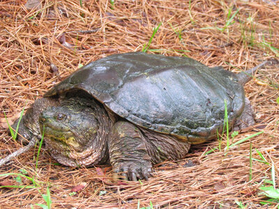 Snapping turtle-2 photo