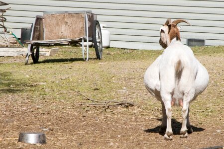 Goat pregnant farm photo