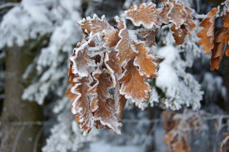 Oak leaves tree
