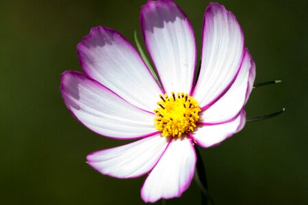 Leaflet leaved schmuckblume kosmee plant photo