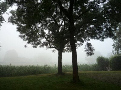 Fog grass mist photo