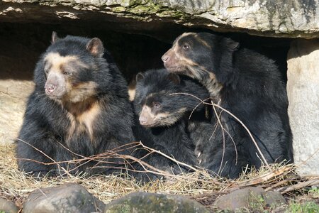 Spectacled bear family zoo