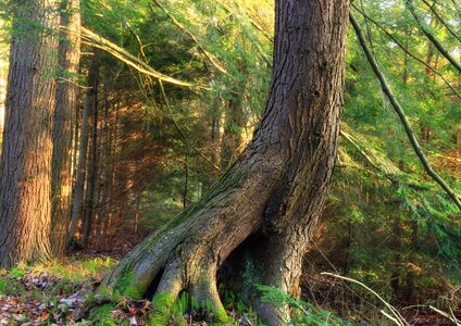 Branch ecology environment photo