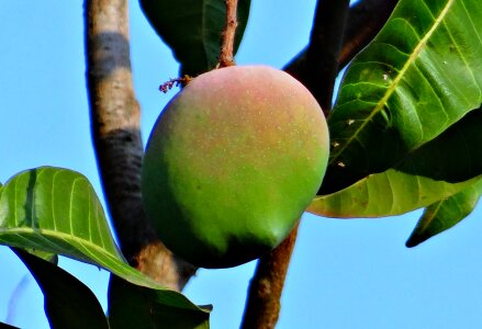 Attractive delicious india