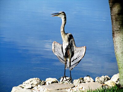 Blue heron lake outdoors