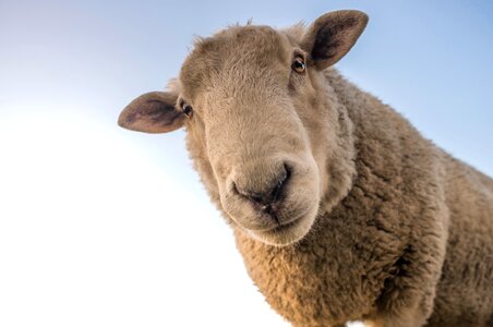 Animal beautiful photo blue sky