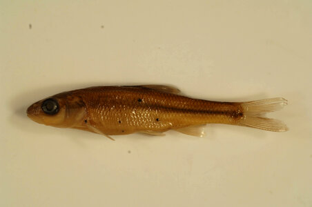 Semotilus atromaculatus-2