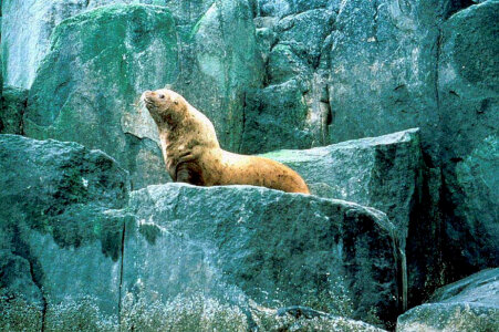 Steller sea lion photo