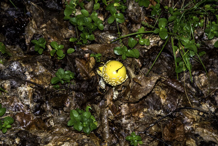 Yellow Mushroom on the trail at Algonquin Provincial Park, Ontario photo