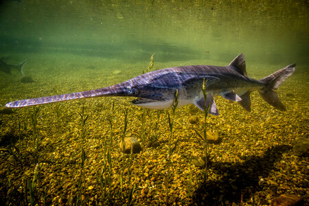 Paddlefish-1