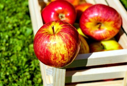 Apple apples beautiful photo photo