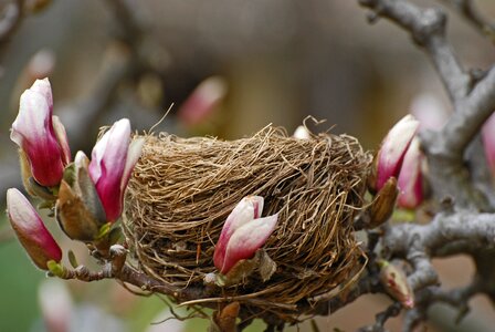 Spring nature branch photo