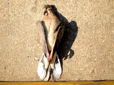 Bird dead death