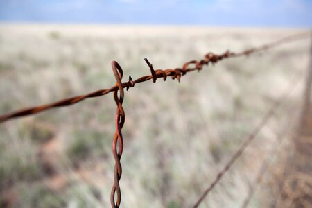 Barbed Wire iron phylum photo