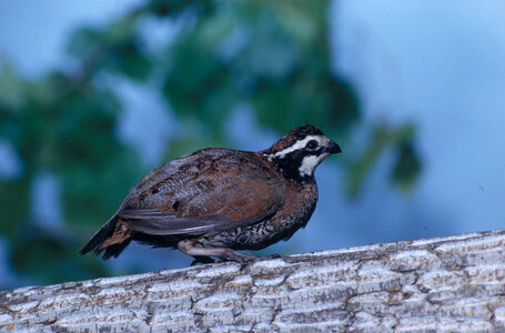 Bobwhite photo