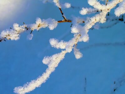 Frost snow branch