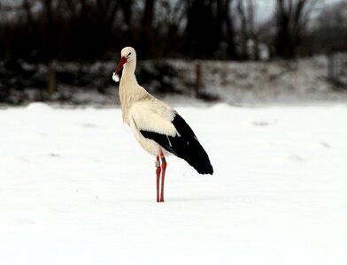 Animals bill rattle stork photo