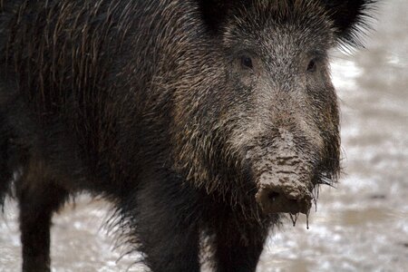 Wild boars forest wild boar