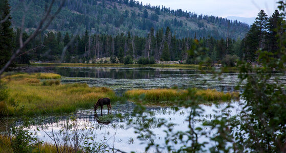 Moose and calf at Rocky Mountain National Park photo
