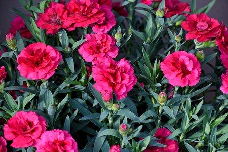 Carnation pinkish plant
