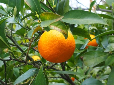 Citrus fruit tree evergreen photo