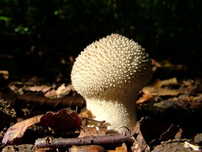 Mushrooms forest autumn photo