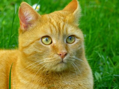 Domestic cat portrait cat face