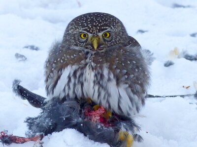 Bird bird of prey wildlife