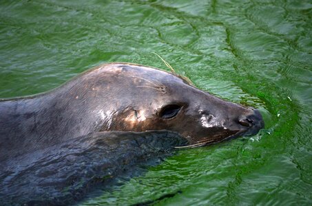 Swim nature snout