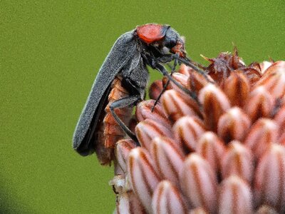 Animal arthropod beautiful photo
