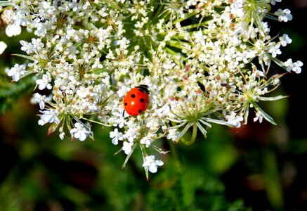 White flowers perennials