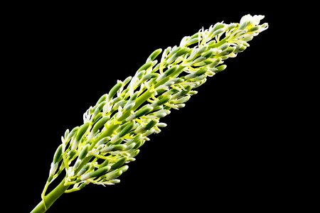 Bloom flower panicle green white