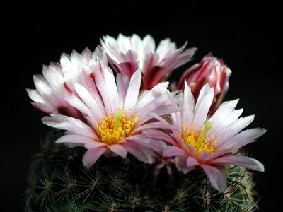 Beautiful Photo bloom cactus