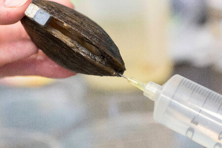 Extracting glochidia from freshwater mussel-1