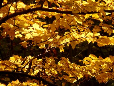 Forest golden autumn golden october photo