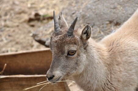 Animal goat horn photo