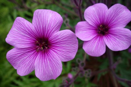 Purple spring blossom