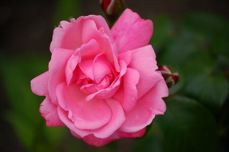 Romance macro plant