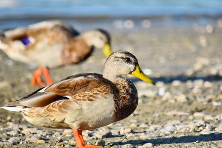 Mallard natural habitat wildlife photo