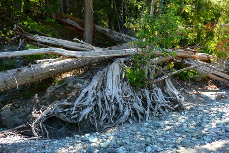 Roots exposed decay