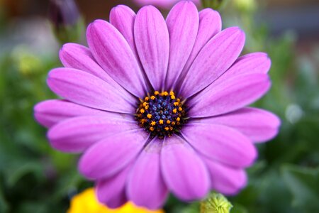 Purple flower blossom bloom