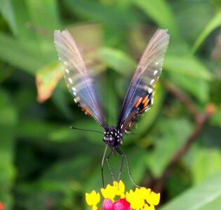 Moving wings motion