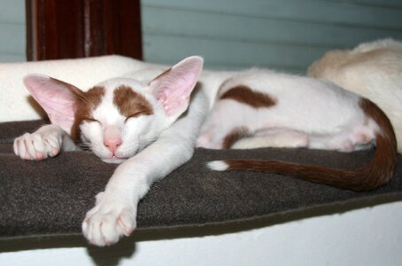 Rest kitten oriental shorthair