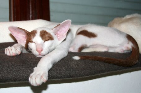 Rest kitten oriental shorthair photo