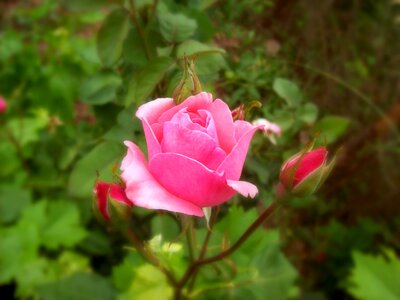 Rose flower pink photo