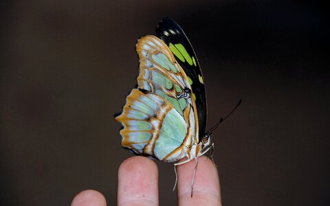 Animal insect butterfly photo