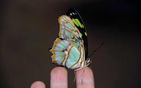 Animal insect butterfly